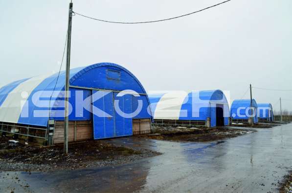 Свинарник в Воронеже фото 3