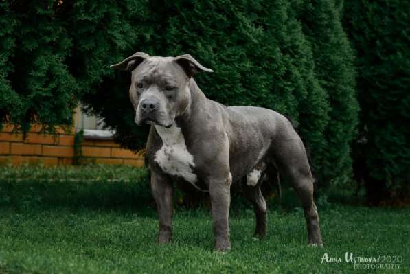 Голубые мальчики и девочки Амстаффтерьера ркф в Москве фото 5