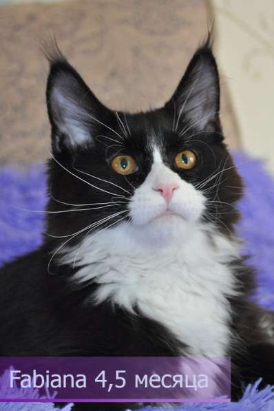 Котята Мейн-Кун с документами в Санкт-Петербурге фото 3