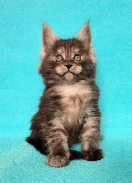 Апельсинки к Новому Году в Рязани фото 29