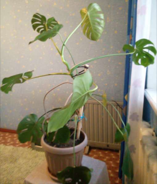 Продам комнатное растение МОНСТЕРУ в фото 3