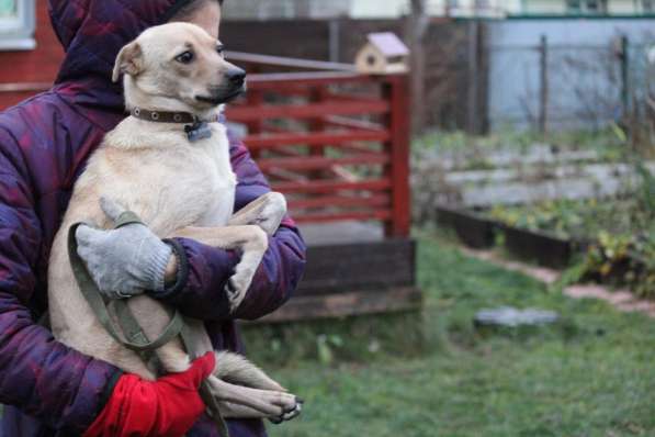 Маленькая лапочка-собачка в Санкт-Петербурге фото 16
