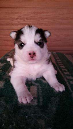 щенков сибирских хаски