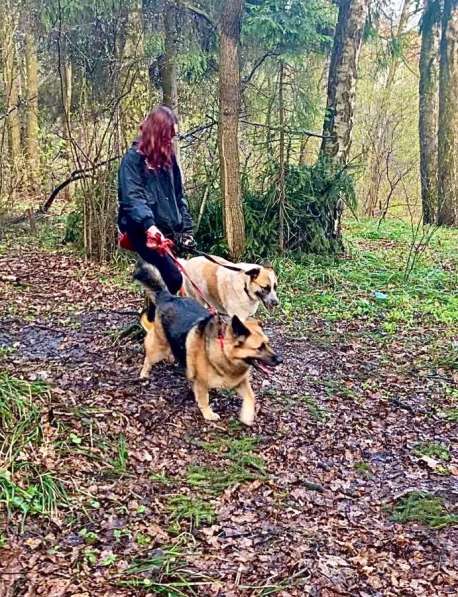 Передержка собак в Щелково фото 3