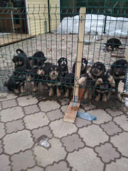 Продаются щенки бурят-монгольского волкодава в Москве фото 9