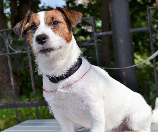 Вязка Джек рассел терьер в фото 6