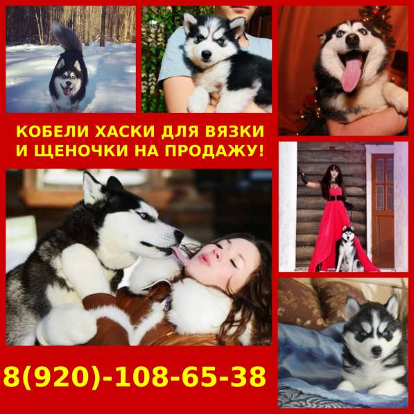 Кобели хаски для вязки, щенки на продажу