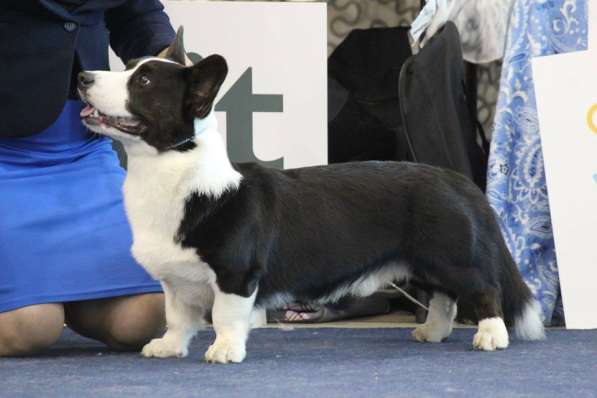 WELSH CORGI CARDIGAN в Красноярске