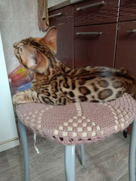 Бенгальские котята из питомника продаются в Оренбурге