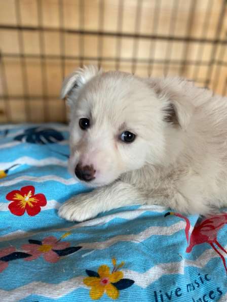 Трогательный щенок от маленькой собачки в Санкт-Петербурге фото 21