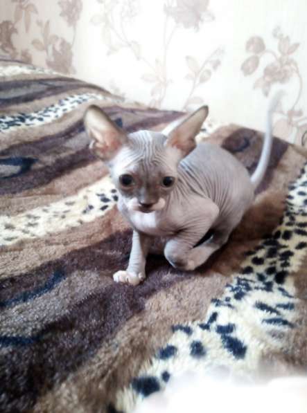 Канадские сфинксы в Иркутске фото 15