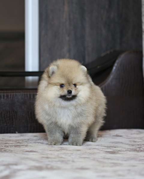 Щенки померанского шпица в Ярославле фото 7