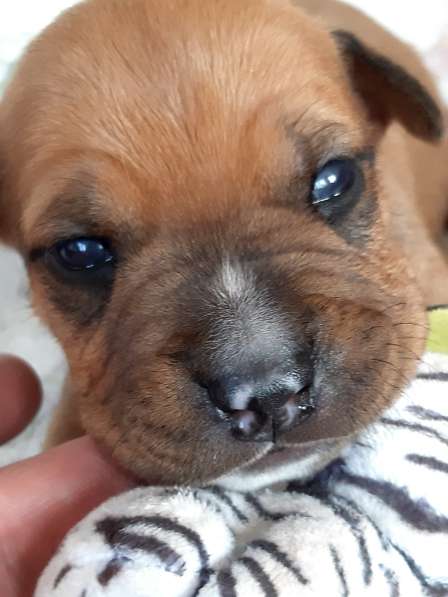 Милые мальчики и девочки Амстаффа резерв ркф в Москве фото 24