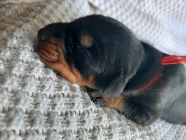 Dobermans в Москве фото 5