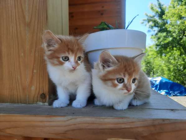 Котята от сибирских кошек в Перми фото 4