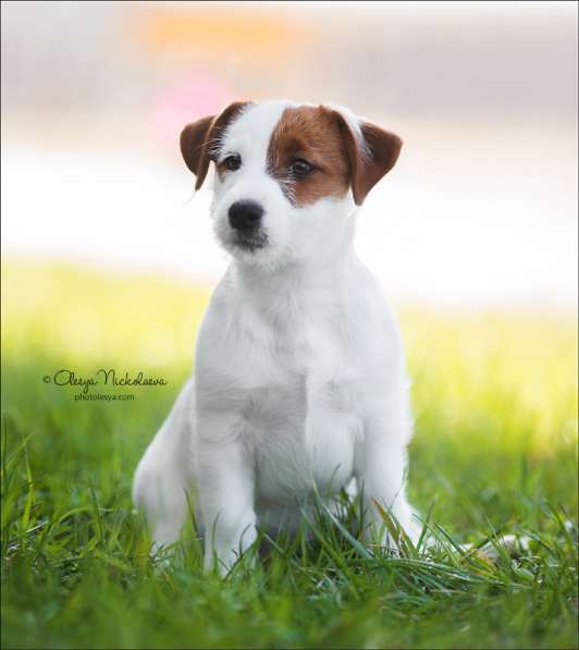 Джек рассел щенки