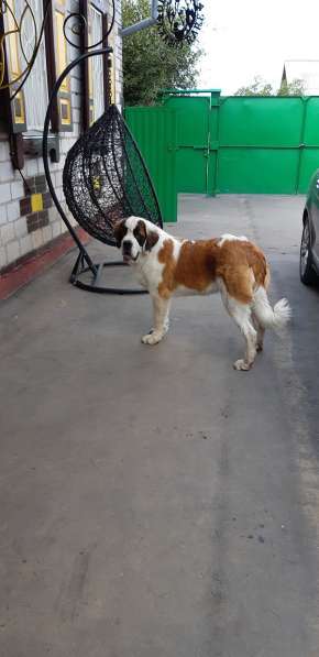 Щенки сенбернара в фото 49