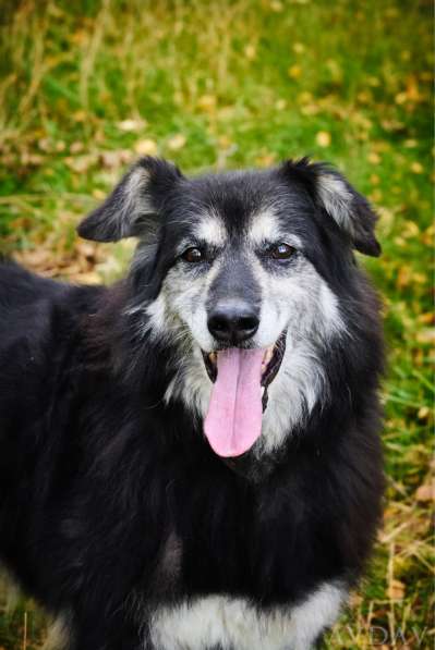 Пушистая весёлая Дакота ищет семью в Москве фото 18