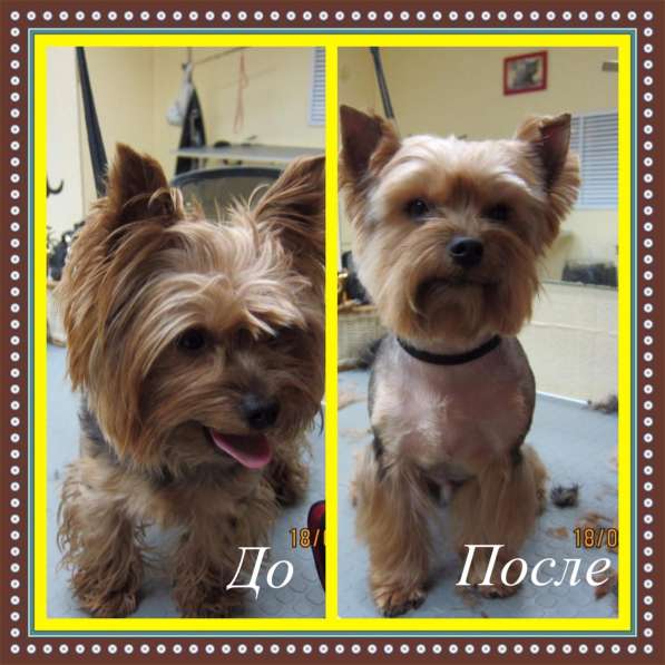 Стрижка собак в Москве фото 13