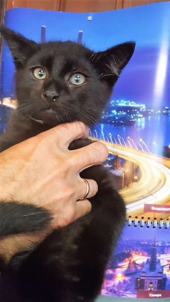 Котик отдается в самые ответственные руки в Великом Новгороде фото 8