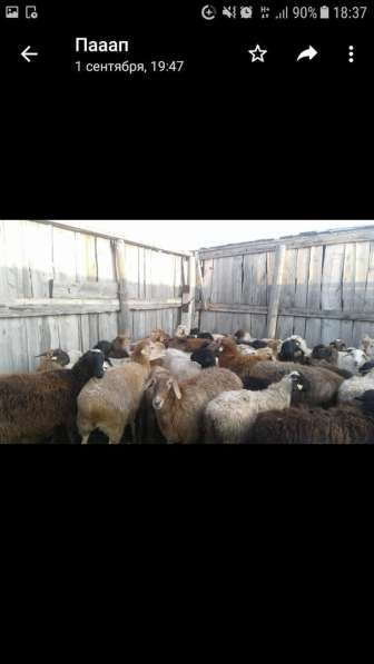 Продам баранов по 25 000 тг в фото 3