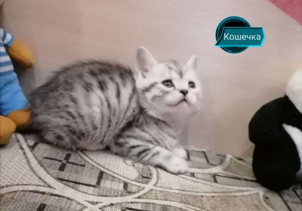 Котята от золотой шиншиллы в Новосибирске фото 3