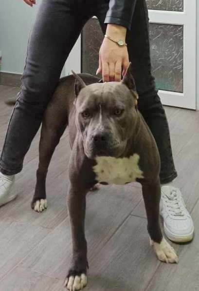 Мощные щенки амстаффа голубых кровей в фото 15