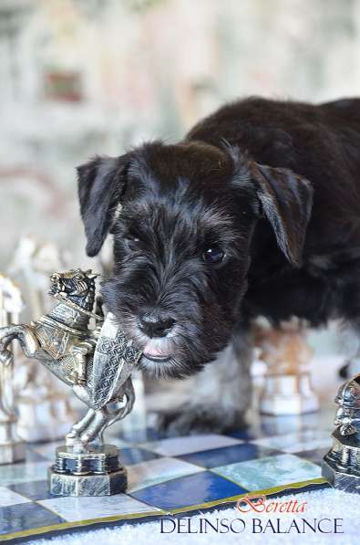 Шикарные щенки цвергшнауцера окраса черный с серебром в фото 11