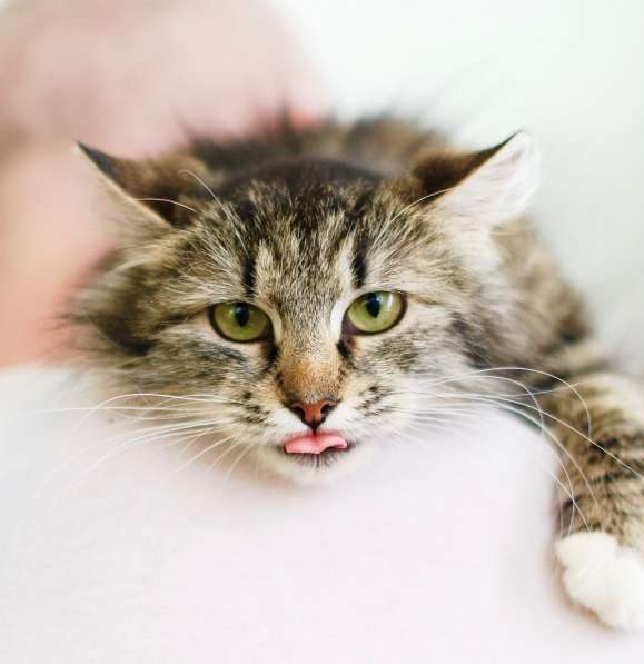Уютная котенок Девочка-Припевочка ищет дом в Москве фото 4
