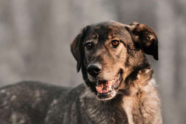 Надёжный Друг Курт ищет семью в Москве фото 43