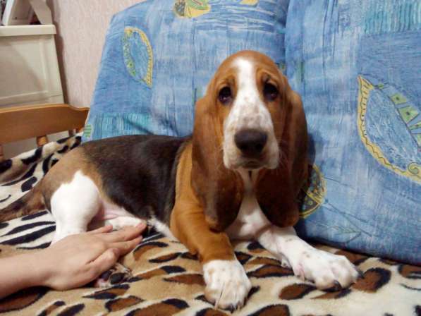 Щенки Бассет-хаунд в Армавире фото 14