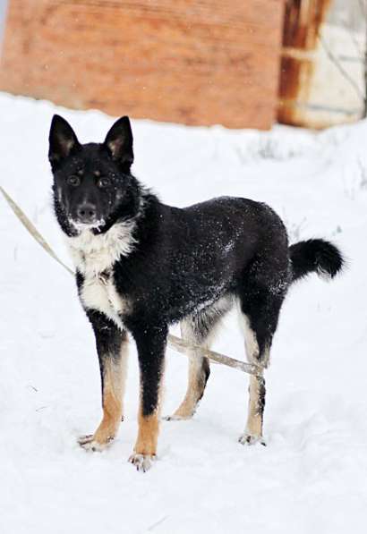 Самый лучший компаньон, молодая собака Бэлла в добрые руки в Москве фото 4