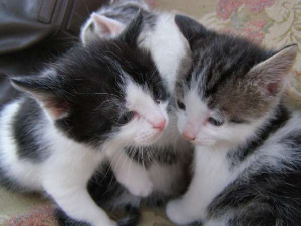 Котята в хорошие руки в Старом Осколе