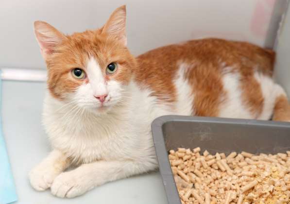 Тихий котик Акай в поисках надежного друга в Москве