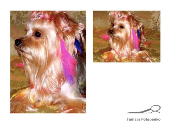 Стрижка собак и кошек в Химках фото 4