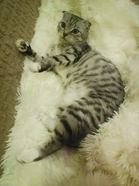 Без кота и жизнь не та! в Липецке фото 12