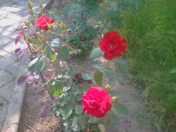 Обмен на дом в РОССИИ в фото 5