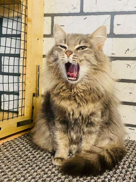 Фрося ищет дом! в Мытищи фото 3