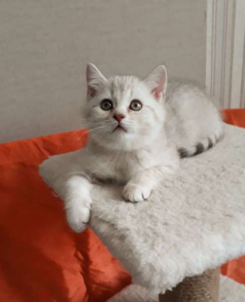 Прелестные британские котята серебристая шиншилла в Санкт-Петербурге фото 3