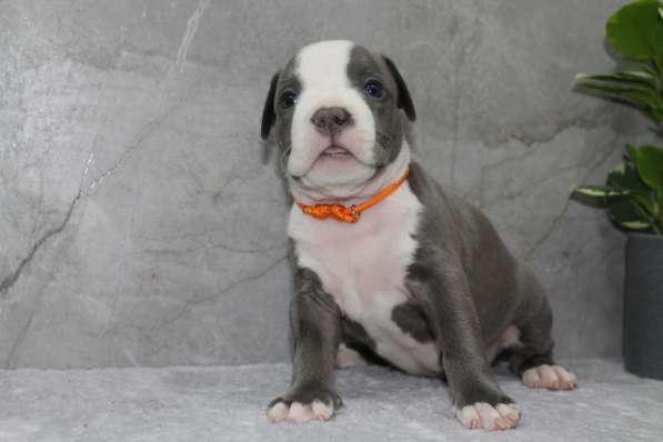 Высококачественные щенки Амстаффа в фото 3