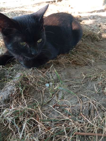 Самый лучший котенок в фото 4