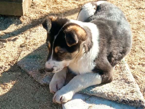 Маленькие хорошенькие хвостики в Санкт-Петербурге фото 7