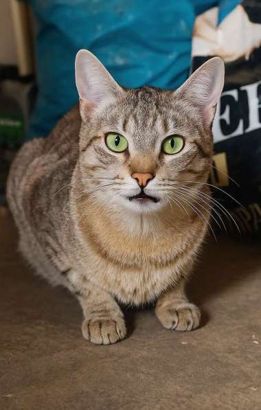 Наимилейший котик Матис ищет любящего хозяина!