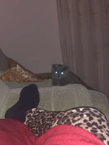 Шотландский котенок в Махачкале
