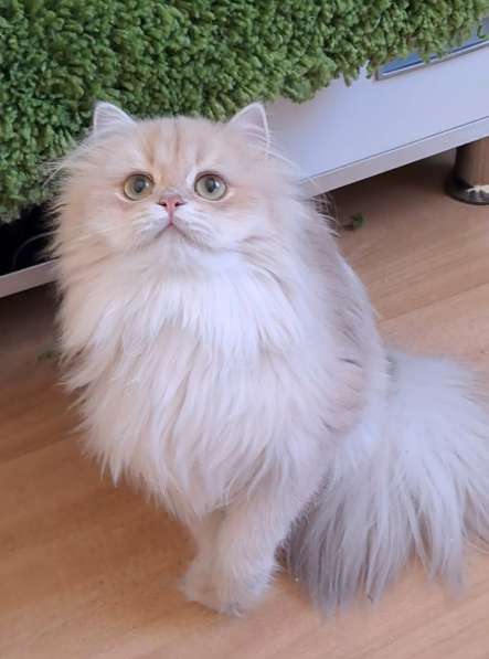 Британка, чемпион в 