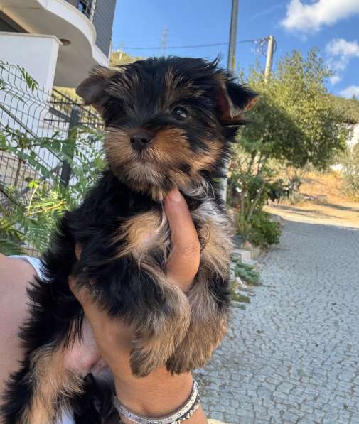 Йоркширская Июльская девочка в фото 4