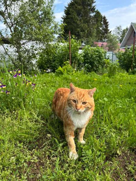 Умный рыжий котик для загородного дома в Санкт-Петербурге