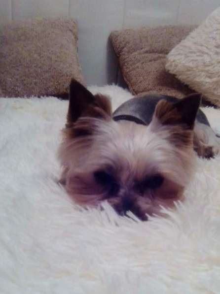 Стрижка собак мелких пород в Яхроме