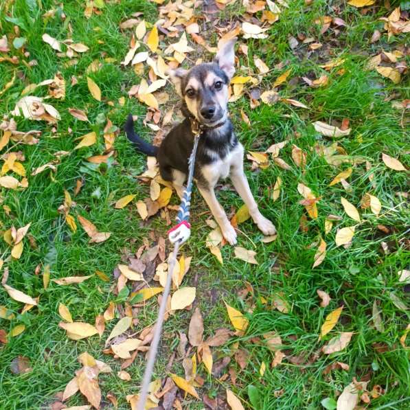 Домашний щенок от небольшой собачки в Санкт-Петербурге фото 11