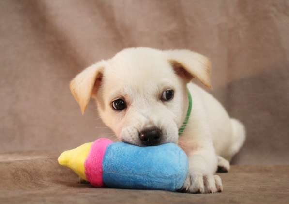 Малюсенькие красивые щеночки ищут дом в Санкт-Петербурге фото 14